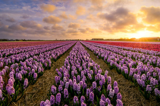 jacinthe hyacinthus orientalis